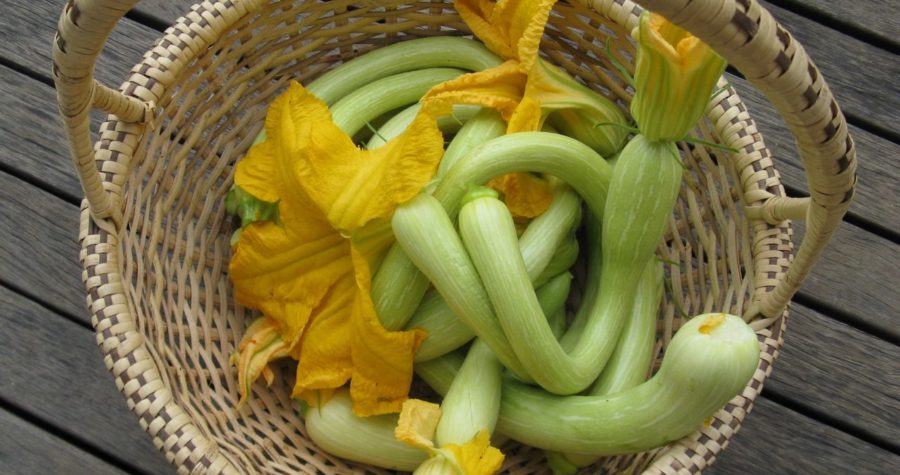 Zucchine Trombetta liguri